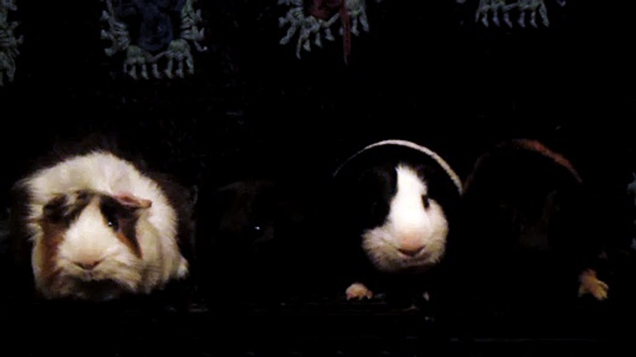CAVIA PORCELLUS DAVID 102_8578