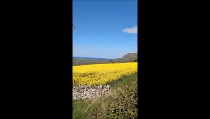 Slopes of Binevenagh burst into colour as rapeseed flowers beneath deep blue skies