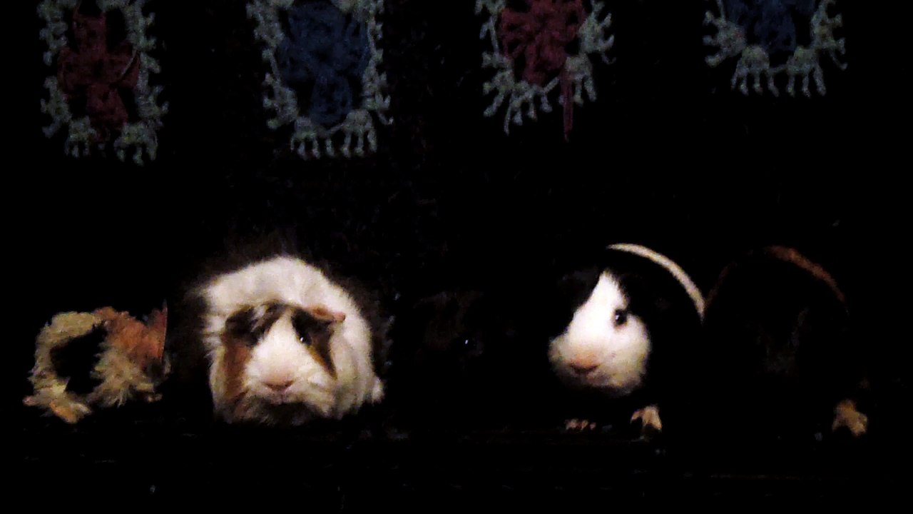 CAVIA PORCELLUS DAVID 102_8579