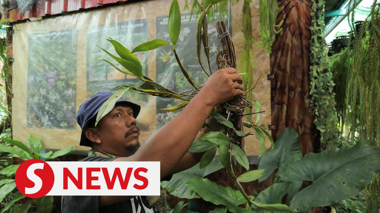 Malaysian photographer conserves threatened forest plants in his backyard