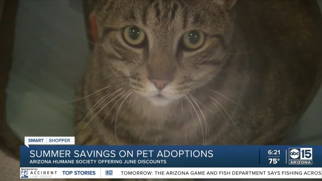 Summer savings on pet adoptions
