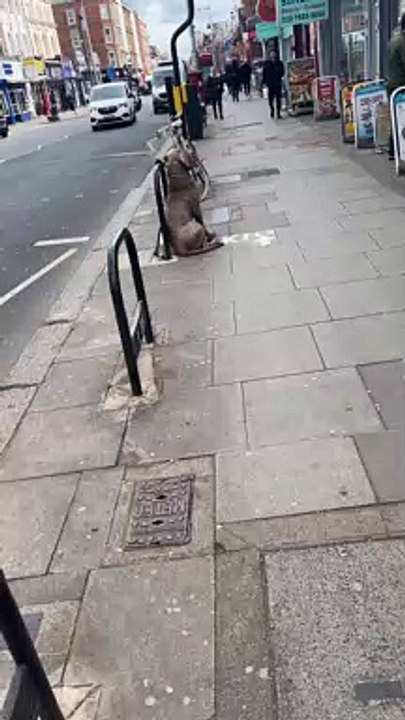 Big Dog's Leash Comes Loose