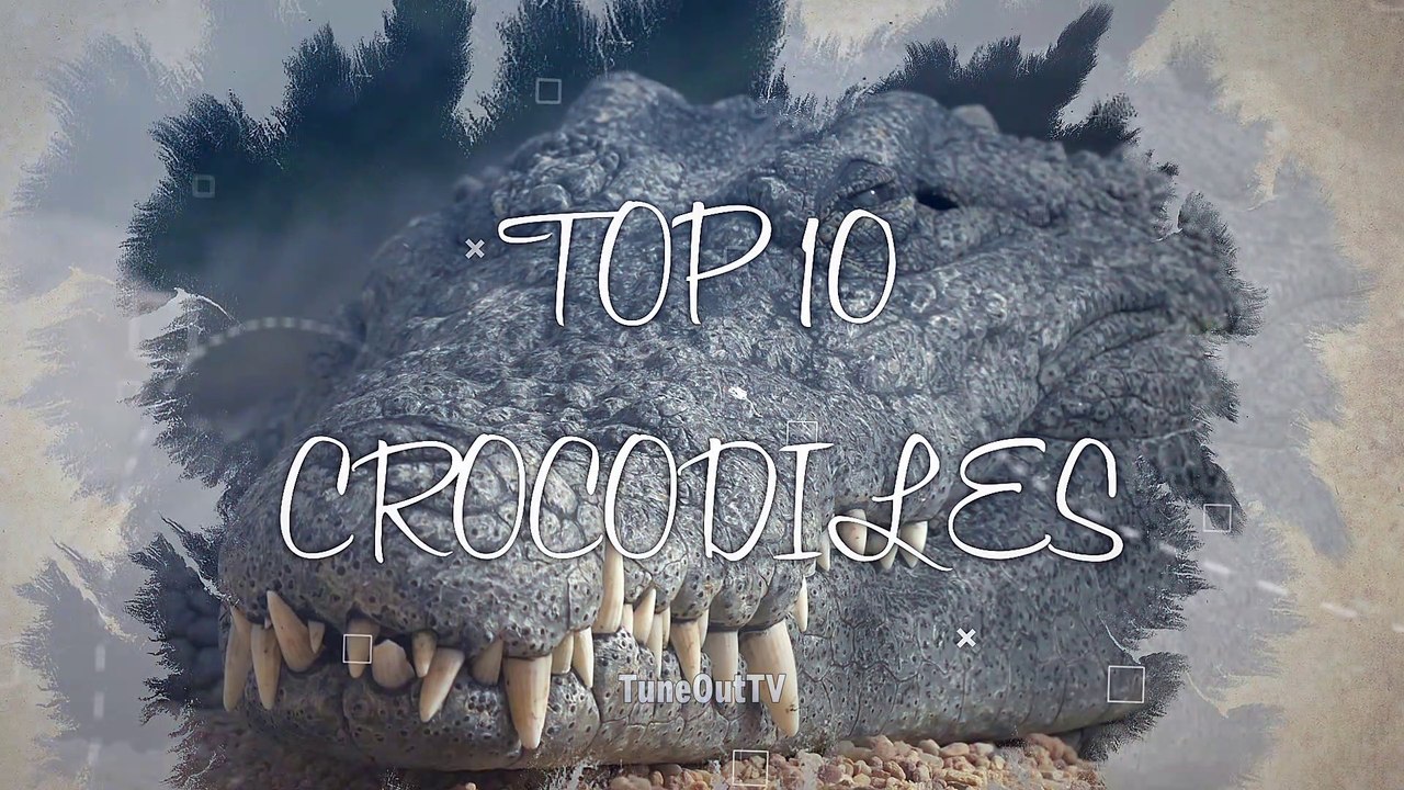 Top 10 Amazing Crocodiles Compilation You never Seen before ^^ Video