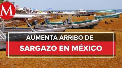 Llegada de sargazo a México ha sido muy diferente a otros años: Semar
