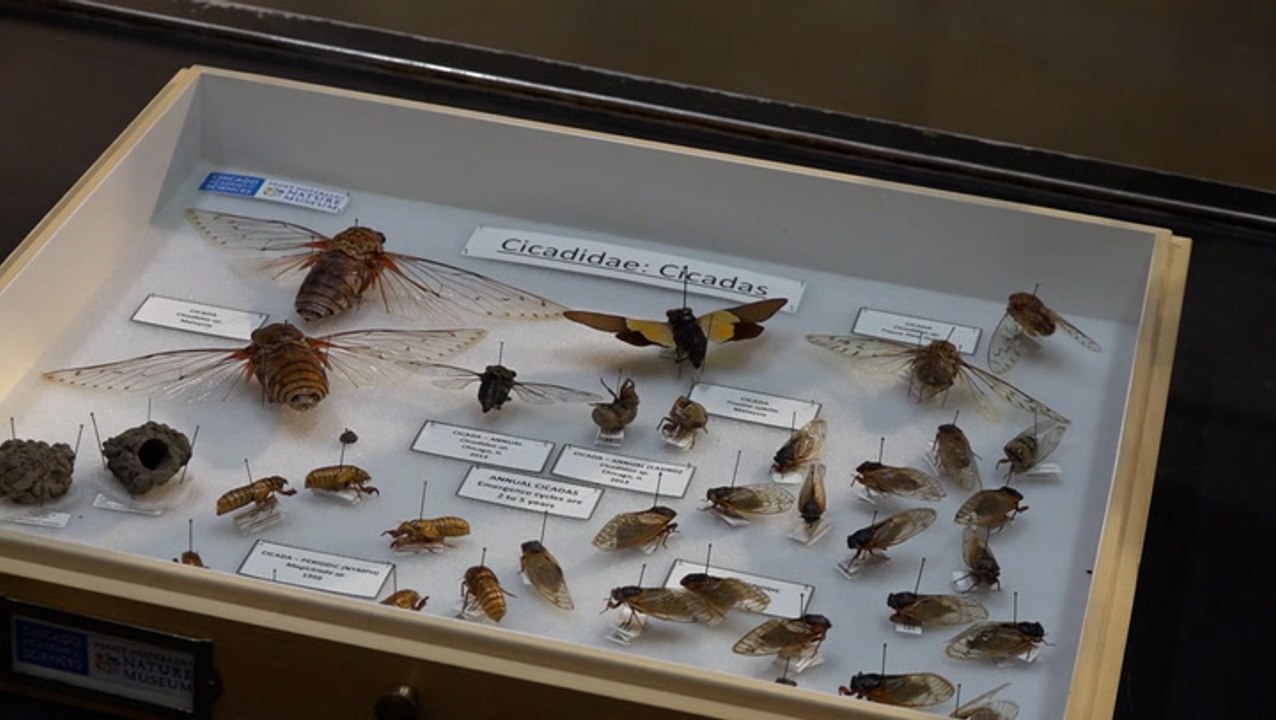 Two different broods of cicadas will emerge at the same time in 2024