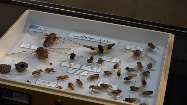 Two different broods of cicadas will emerge at the same time in 2024