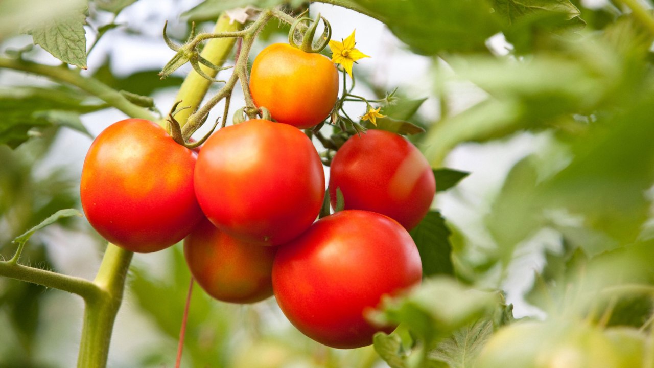 Six Companions You Should Never Plant with Tomatoes (and Four You Should)