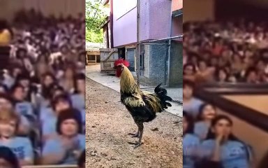 Josè Josè Vs Gallo cantor