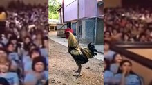 Josè Josè Vs Gallo cantor