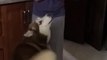 Husky refuses to be lectured after bad behavior his owner