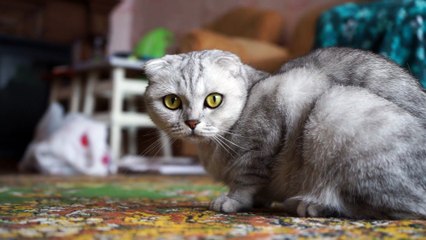 Cute and Funny Cat Videos to Keep You Smiling!