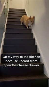 Food-motivated pup humorously trots down the stairs