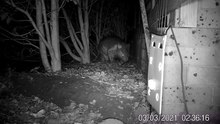 Illawarra Mercury: Wombat with mange outside its burrow in Jambaroo