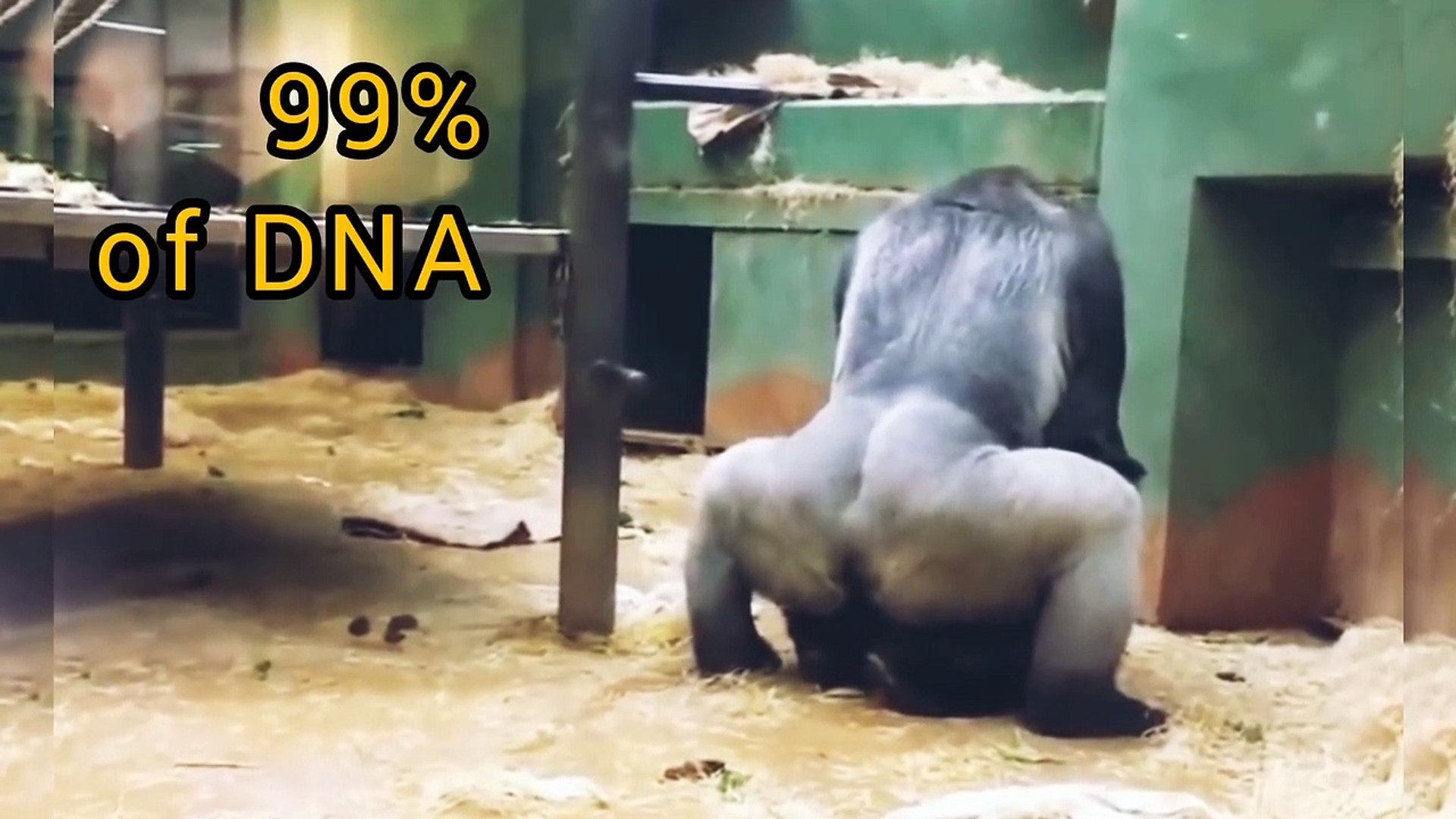 ⁣Gorila mate animal planet amazing amazinganimals amazinganimals viral Amazing Animals