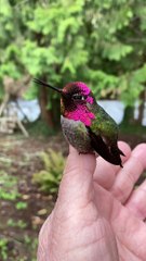Hummingbird Showcases Reflective Feather Color Changes