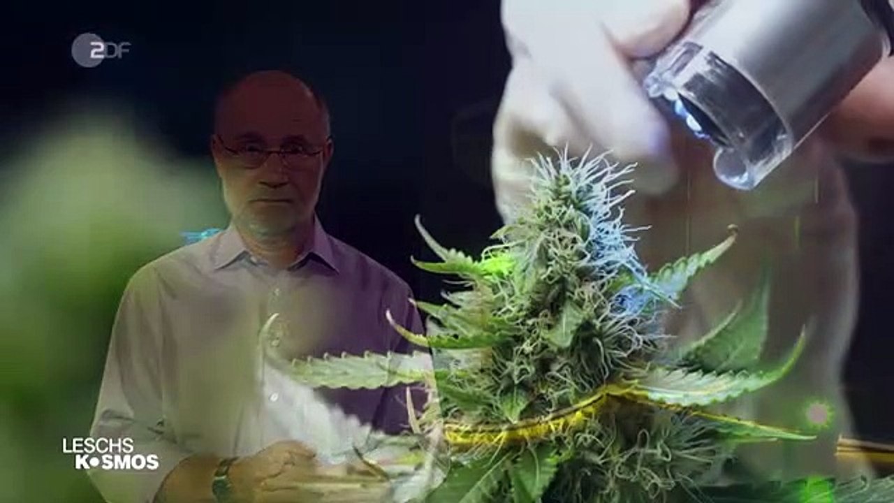 Cannabis – zwischen Horror und Heilung