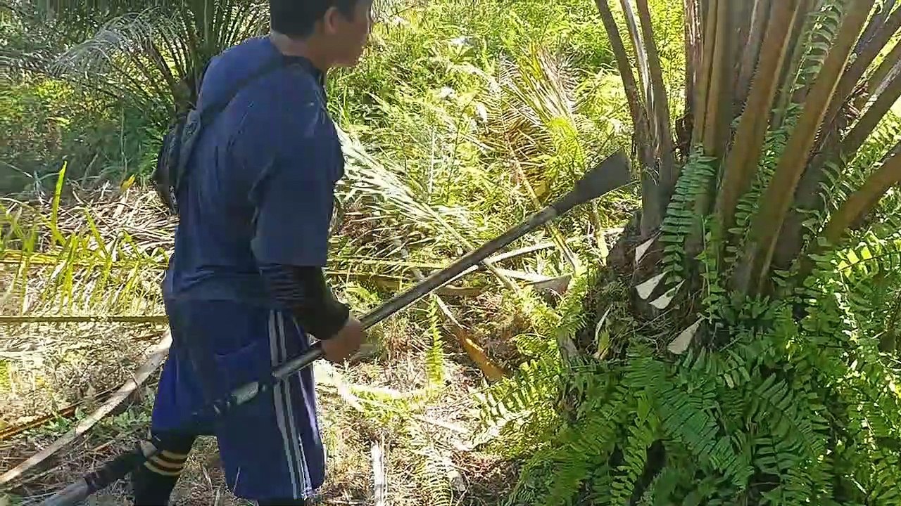 Proningan sawit kecil