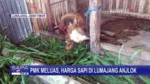 Imbas Wabah PMK, Harga Sapi di Lumajang Jawa Timur Anjlok