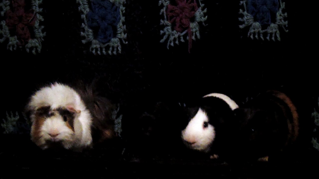 CAVIA PORCELLUS DAVID 102_8566