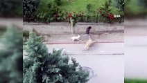 Ankara'da dehşeti yaşadı! 6 başıboş köpek çocuğa saldırdı
