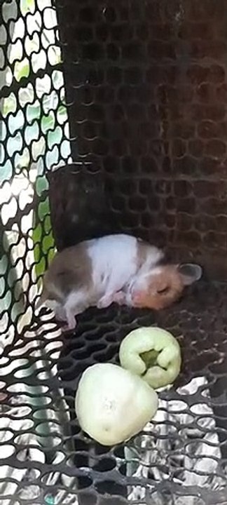 Hamster Lisa Lazy 