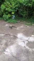 VIRAL!!! KEPALA ULAR MASUK KEDALAM KALENG__ @viral @ularmenarinari