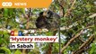 ‘Mystery monkey’ shines light on habitat fragmentation in Sabah