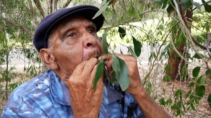 How to play the gum leaf with performer Uncle Herb Patten