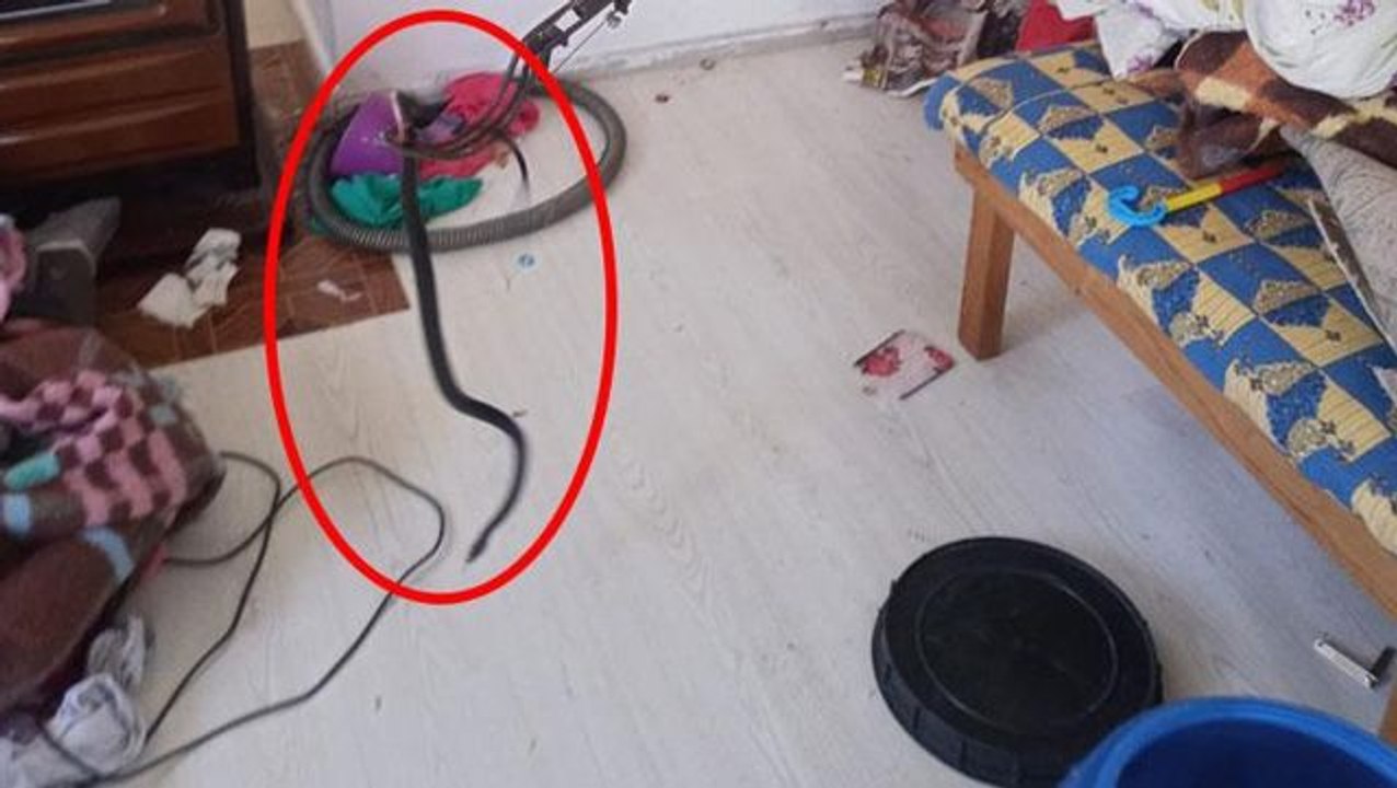 Yatak odasında korkudan donup kaldı! Karyolanın altından zıplayan dev
