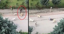 Ankara’da dehşeti yaşadı! 6 başıboş köpek çocuğa saldırdı