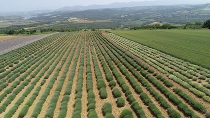 Tekirdağ "mor turizm"de lavantayla anılan kentleri geçmek için çalışıyor