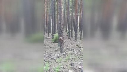 Yavru ayıların ağaca tırmanmaya çalışması kameraya yansıdı