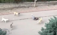 Ankara'da 6 başıboş köpeğin çocuğa saldırma anı kamerada