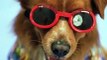 Beutiful doge video | Funny doge videos | doge video beutiful animals video
