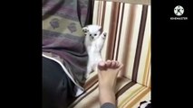 Cute baby cat, cat funny video, follow me for more interesting video