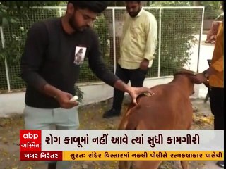 જામનગરમાં લમ્પી વાયરસને અંકુશમાં લેવાની કામગીરી