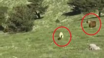 Kangal köpeği, sürüye yaklaşan ayıyı kovaladı
