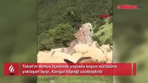 Kangal köpeği, sürüye yaklaşan ayıyı kovaladı