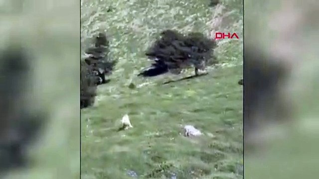 Arkasına bile bakmadan kaçtı! Kangal köpeği sürüye yaklaşan ayıyı kovaladı