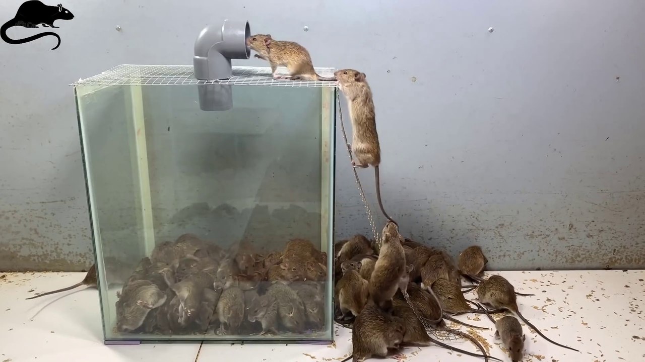Top 10 best mouse traps - Simple mouse traps with plastic pipes - The mice cannot get out