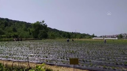 ZONGULDAK - Alaplı'da müşteriler satın alacakları çilekleri kendileri topluyor