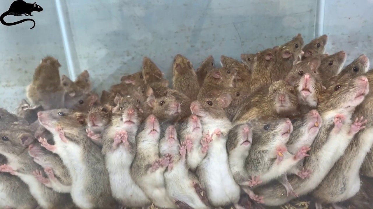 Top 10 best mousetrap in the world - 100 rats are trapped in a trap - The best homemade mouse traps