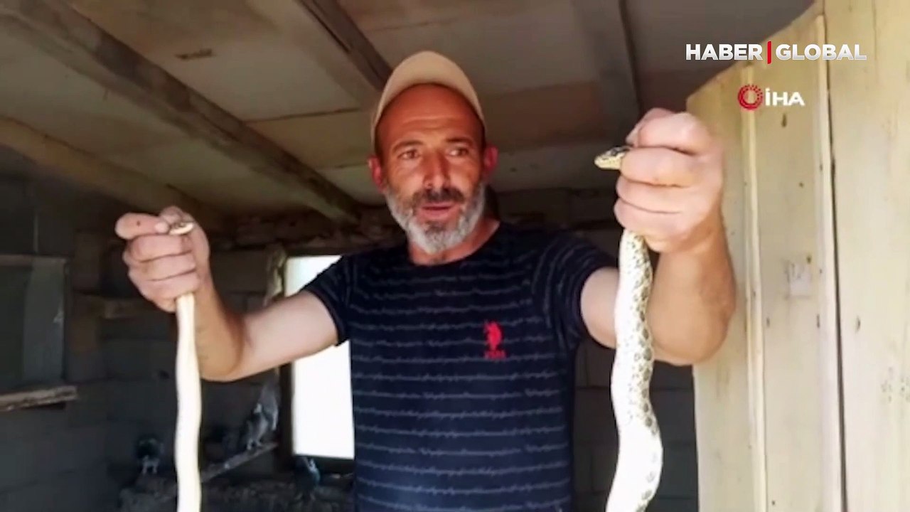 Güvercin yavruları yiyen yılanlara, nasihat edip doğaya saldı
