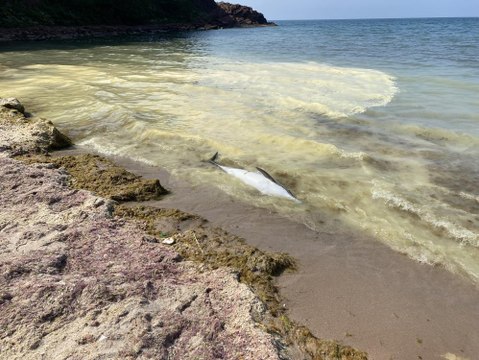 Ölü yunus sahile vurdu