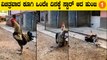 ಹುಂಜ ಈ ಥರಾ ಕೂಗೋದನ್ನ‌ ಕೇಳಿದ್ರೆ ನೀವು ಬಿದ್ದು ಬಿದ್ದು ನಗೋದು ಗ್ಯಾರೆಂಟಿ | OneIndia Kannada