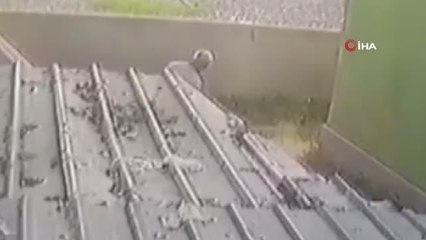 'Duman' isimli sokak köpeğini öldüresiye döven sanığa hapis cezası