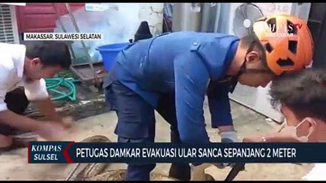 Petugas Damkar Evakuasi Ular Sanca Sepanjang 2 Meter
