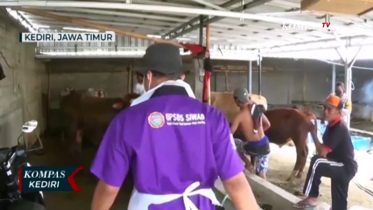 Wabah PMK Meluas, Sapi Peternak Disuntik Obat Dan Vitamin