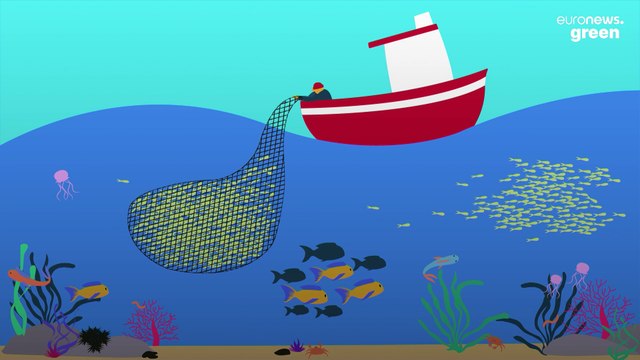 Invasive species: Are they really threatening the Mediterranean Sea and local fisheries?