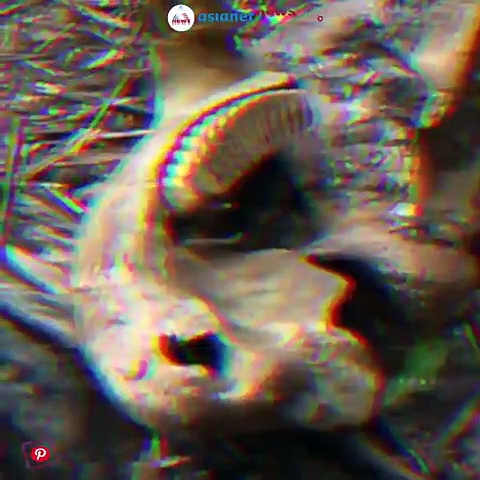 ഉന്നംപിഴക്കാതെ വെടിവയ്ക്കും,ആനക്കൊമ്പും ശില്‍പ്പങ്ങളും വിദേശത്തേക്ക്; വിവാദമായ കേസിന്റെ ഓര്‍മ്മപ്പെടുത്തല്‍